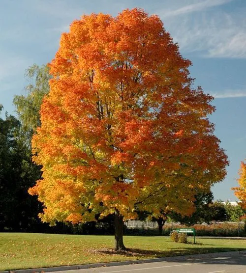 maple tree in maple grove mn